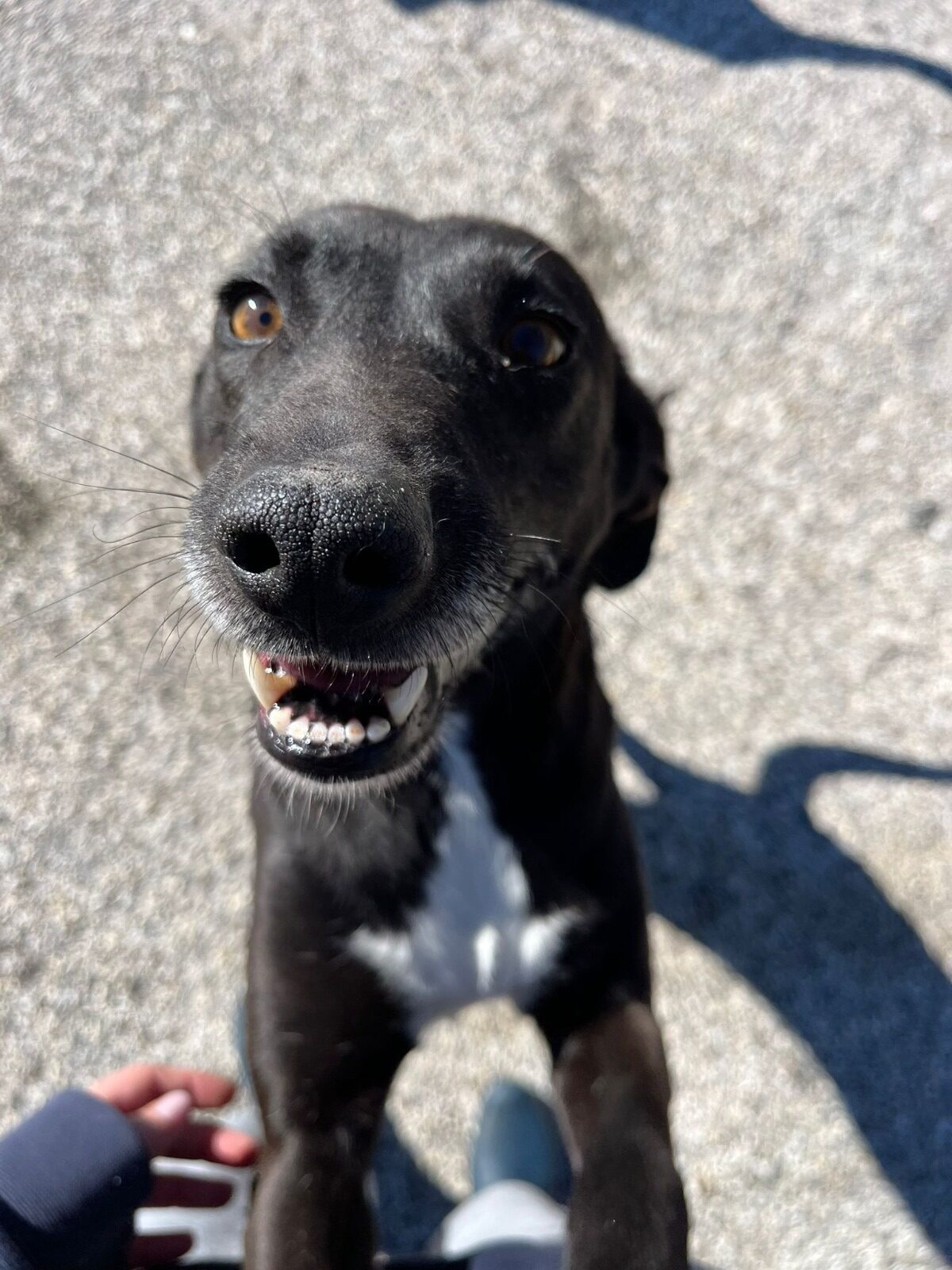 LILI